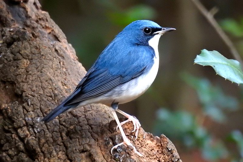 print DSCN7335 Siberian Blue Robin.jpg