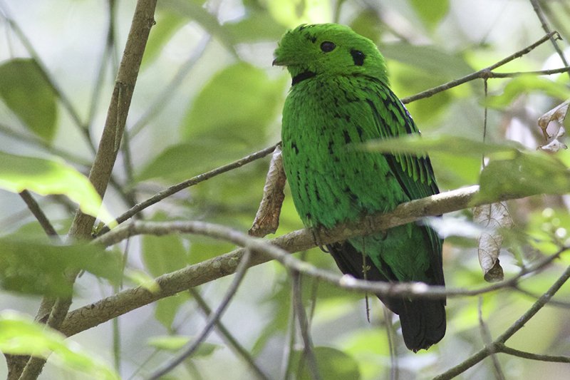 Whitehead's Broadbill © Gary Elton