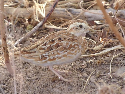 Quail plover Barry Reed