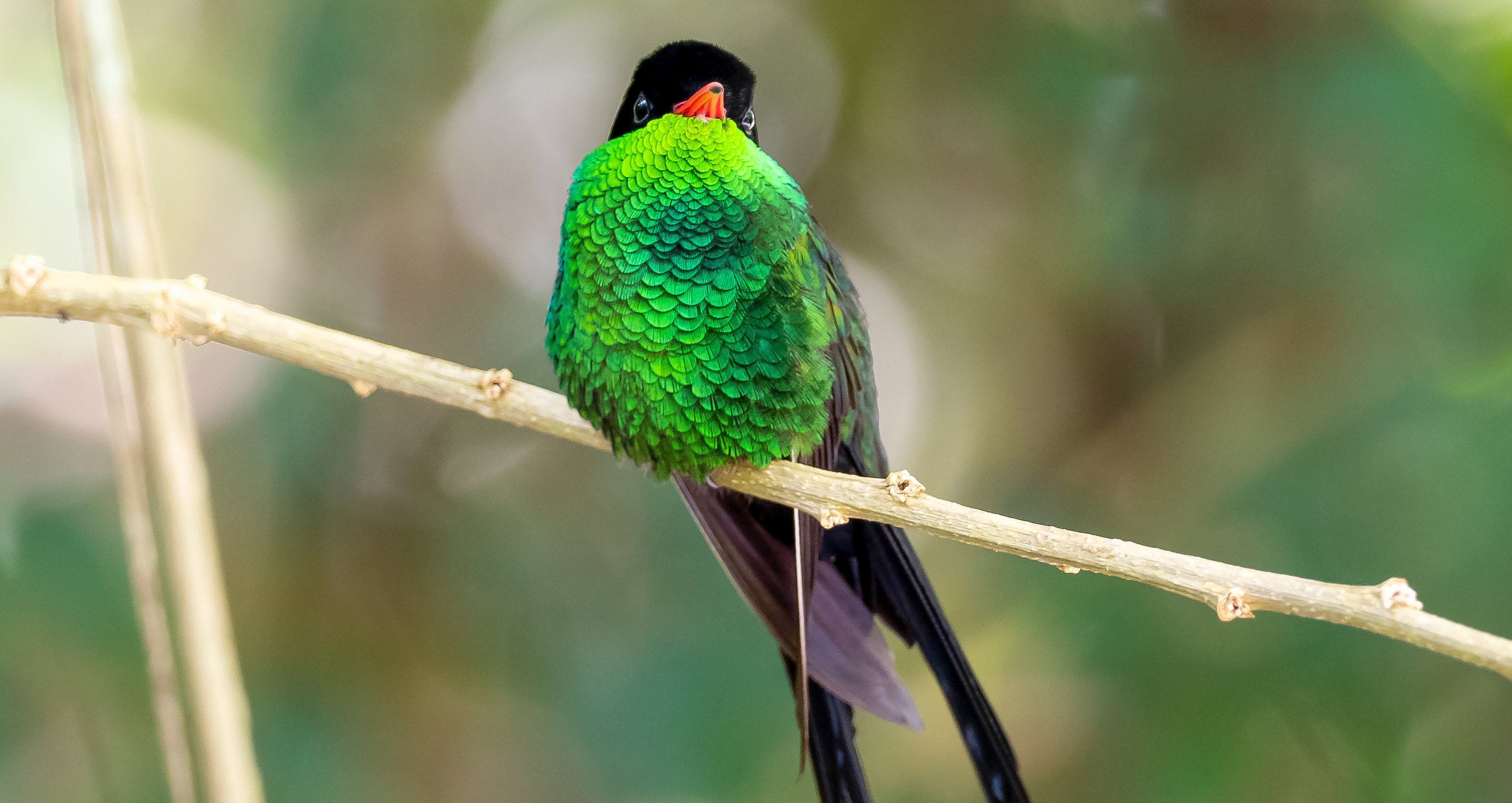 red-billed streamertail jamaica john oates.jpg
