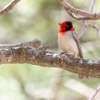red-faced warbler arizona chris charlesworth banner.jpg