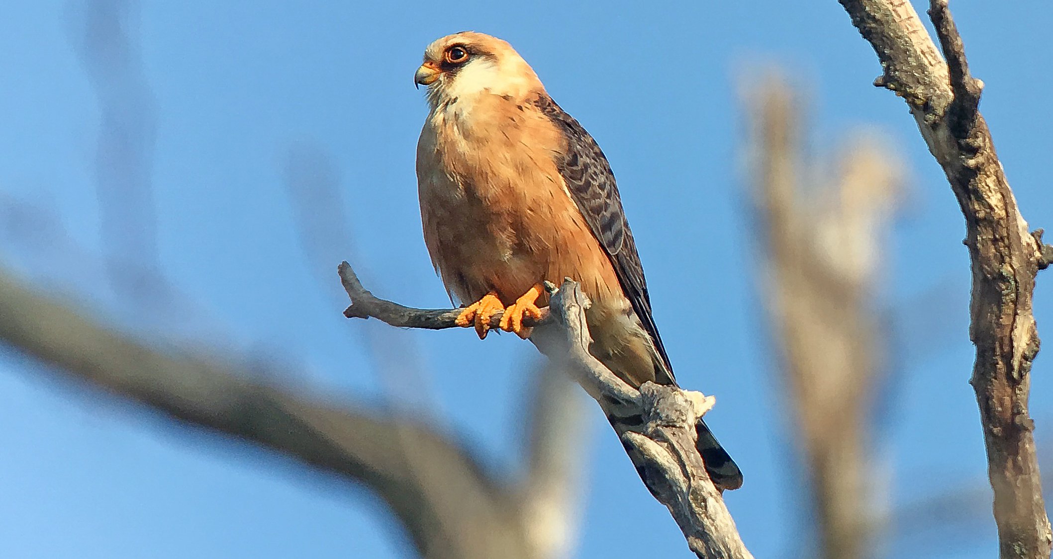 red-footed falcon hungary david walsh.jpg