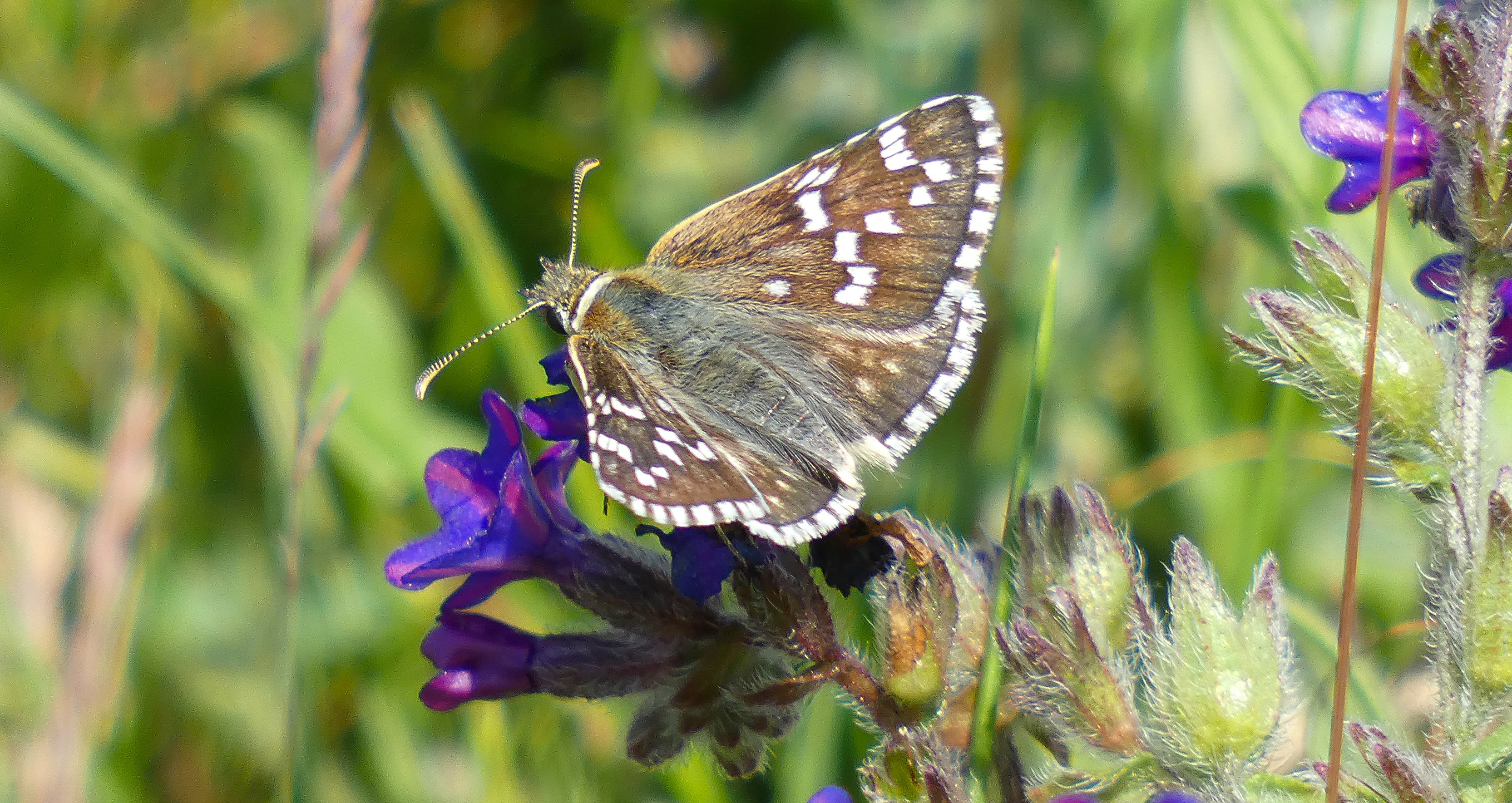 safflower skipper hungary david walsh.jpg