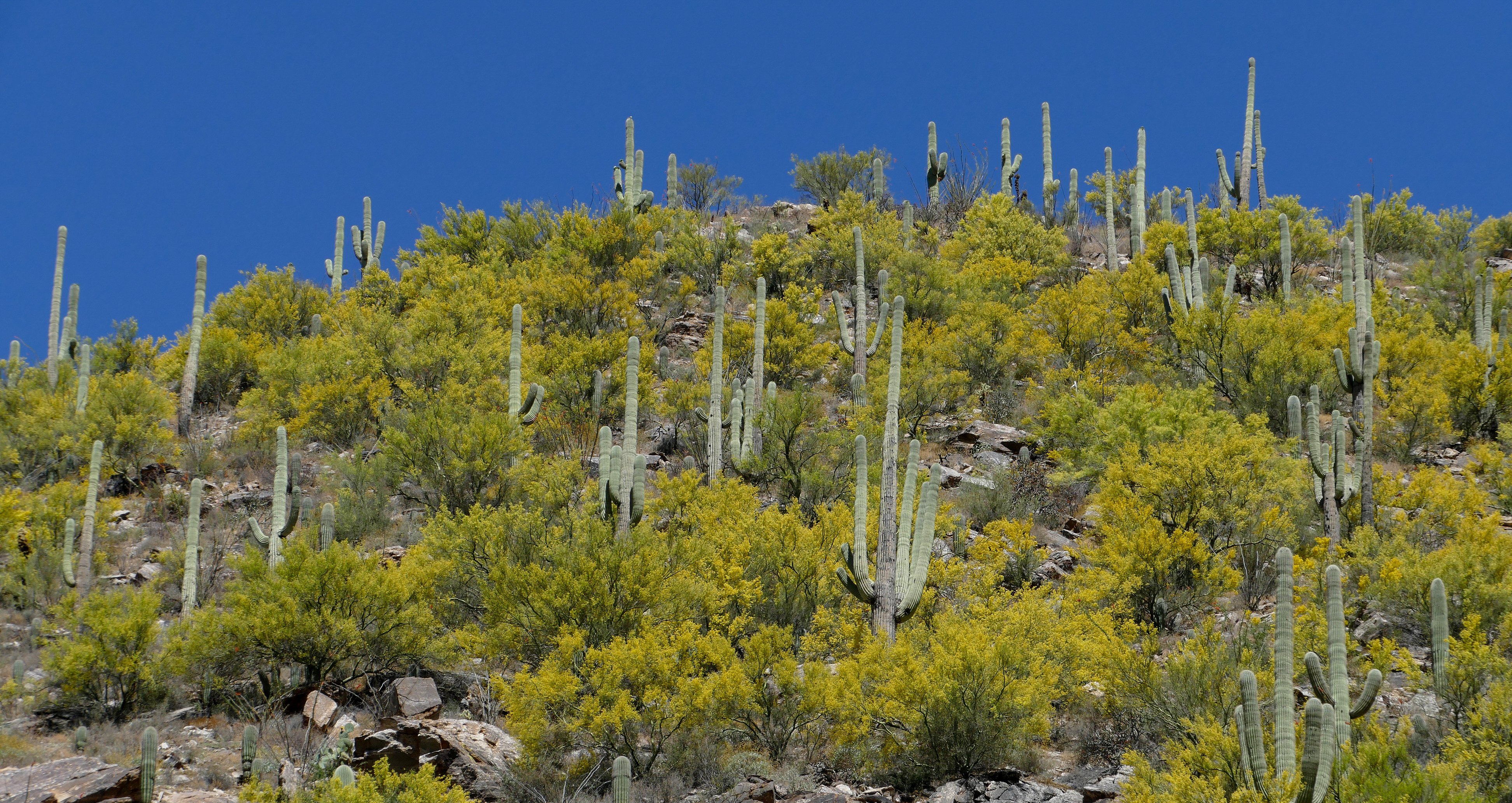 saguaro hillside arizona connell card.jpg