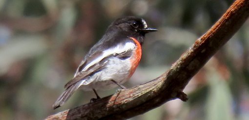 scarlet robin race boodang male img_1861 cropped