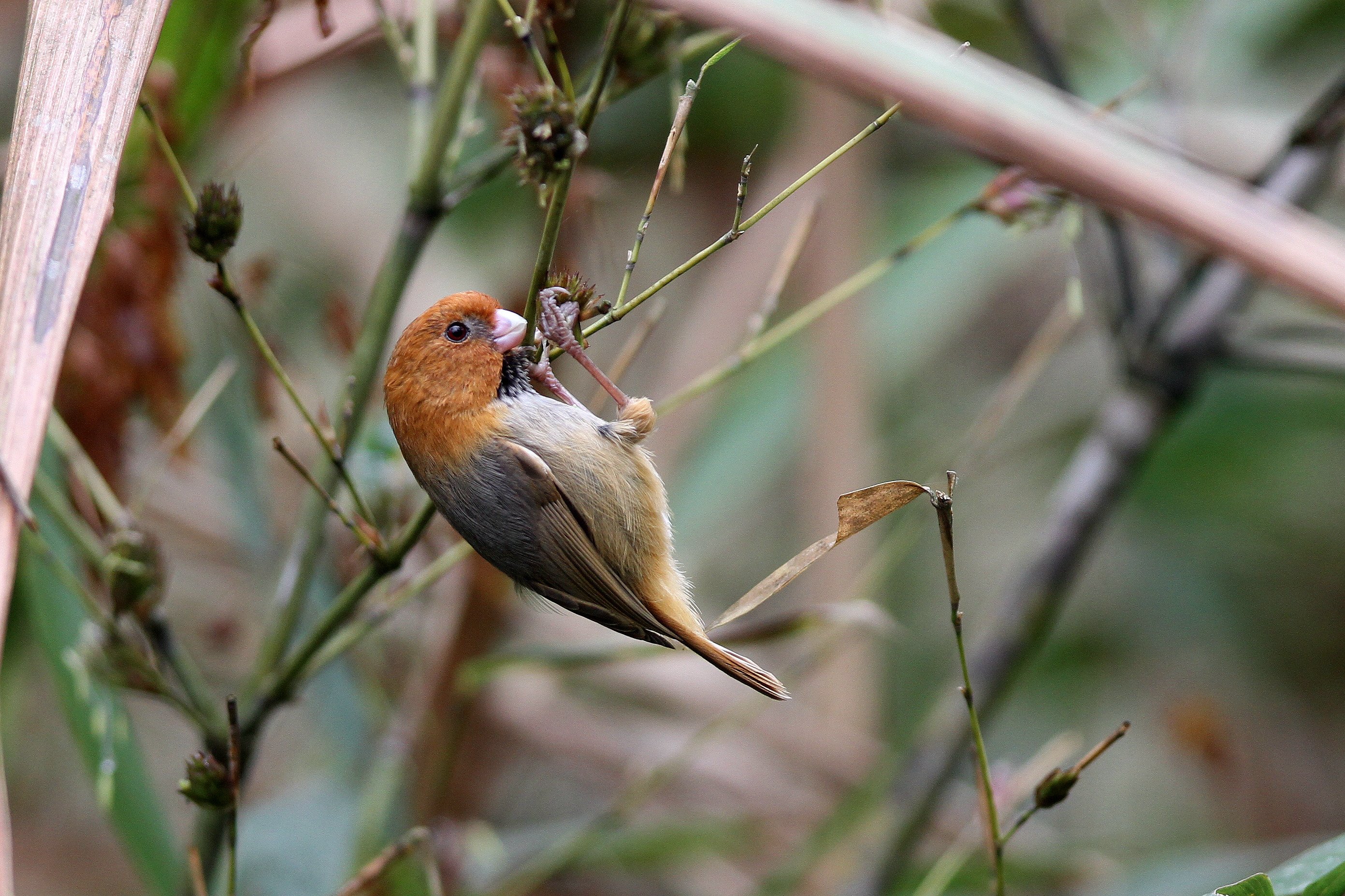 short-tailed parrotbill-IMG_2298