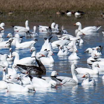 snow ross's geese new mexico brian small banner.jpg