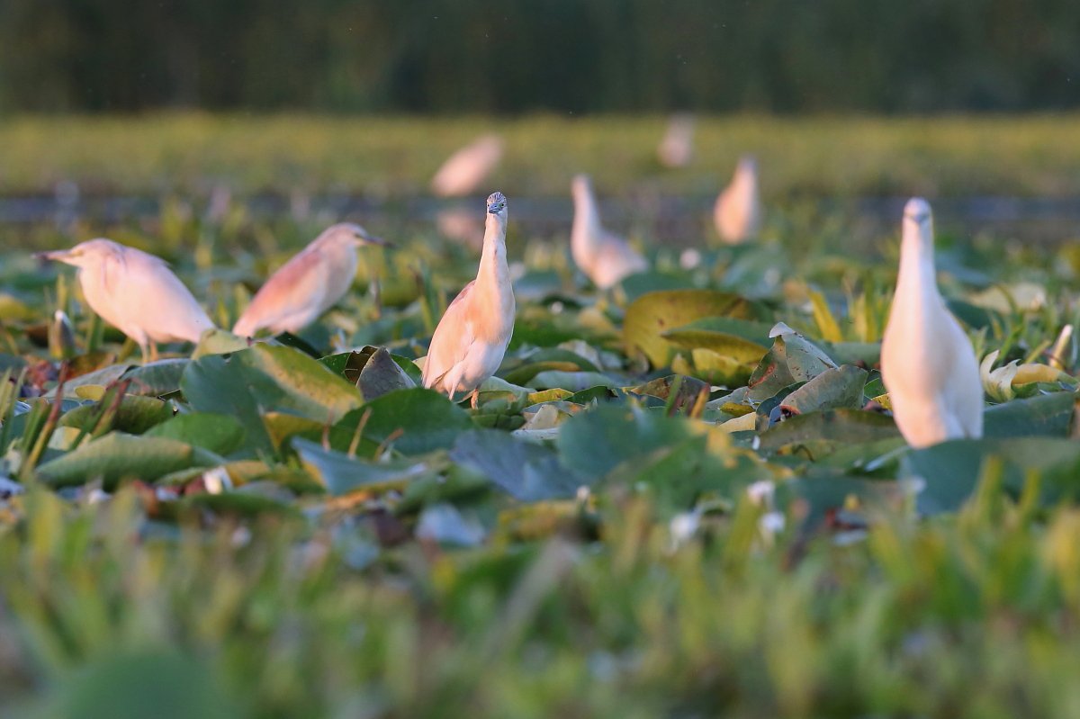 squacco_flock_Janos_Olah.JPG