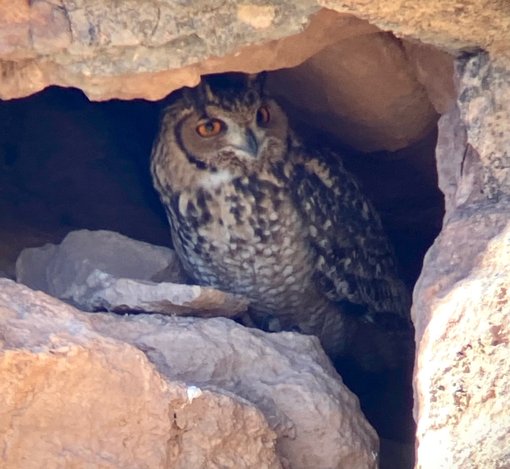 Pharaoh Eagle Owl thumbnail_IMG_9343 FE