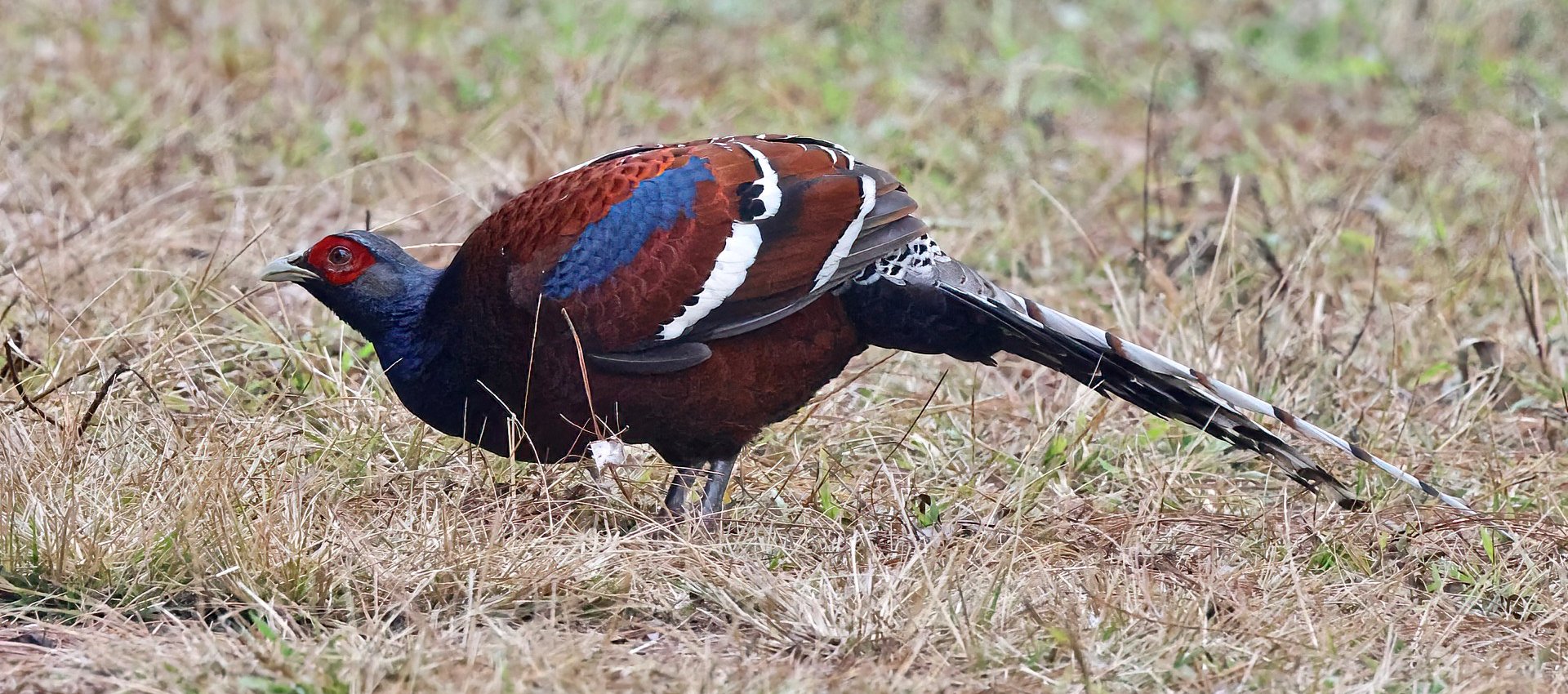 Mrs Hume's Pheasant, Thailand © Martin Hosier, tour participant on Limosa's Thailand holiday, January 2024