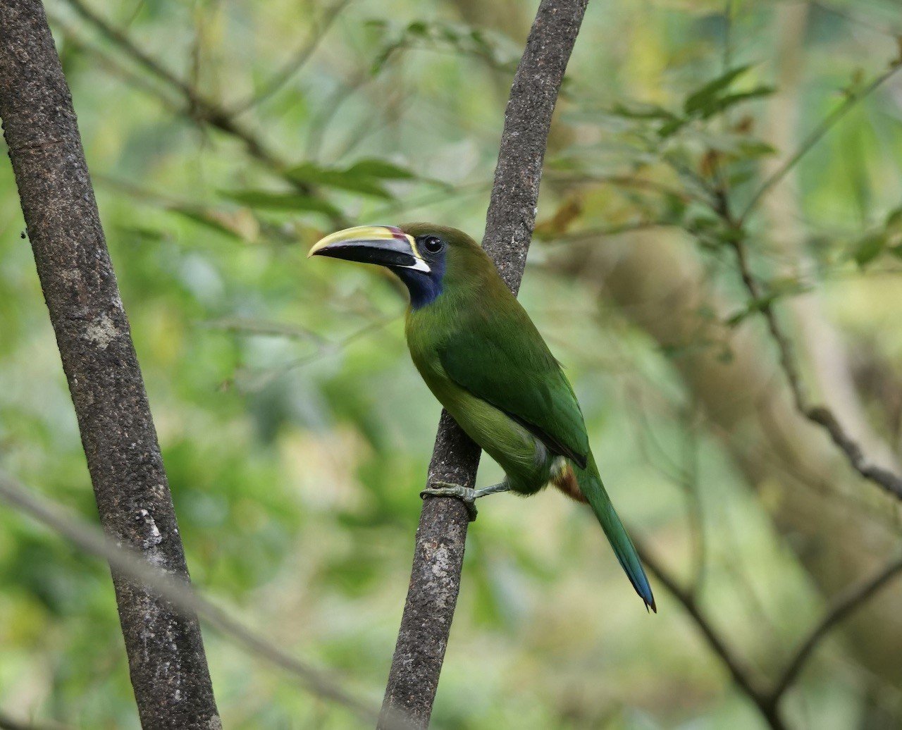 Blue-throated Toucanet GE thumbnail_PG9_8623