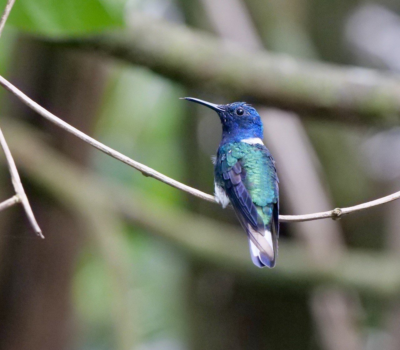 White-necked Jacobin GE thumbnail_PG9_9093