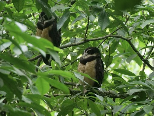 Spectacled Owl GE thumbnail_PG9_9145