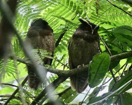 Crested Owl GE thumbnail_PG9_9204