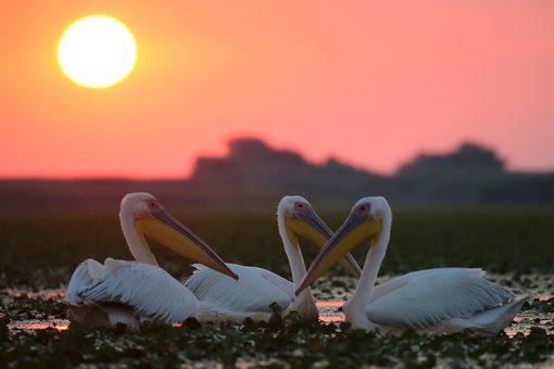 white_pelicans_sunrise_Janos_Olah.JPG