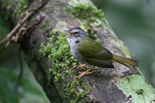 white rimmed warbler