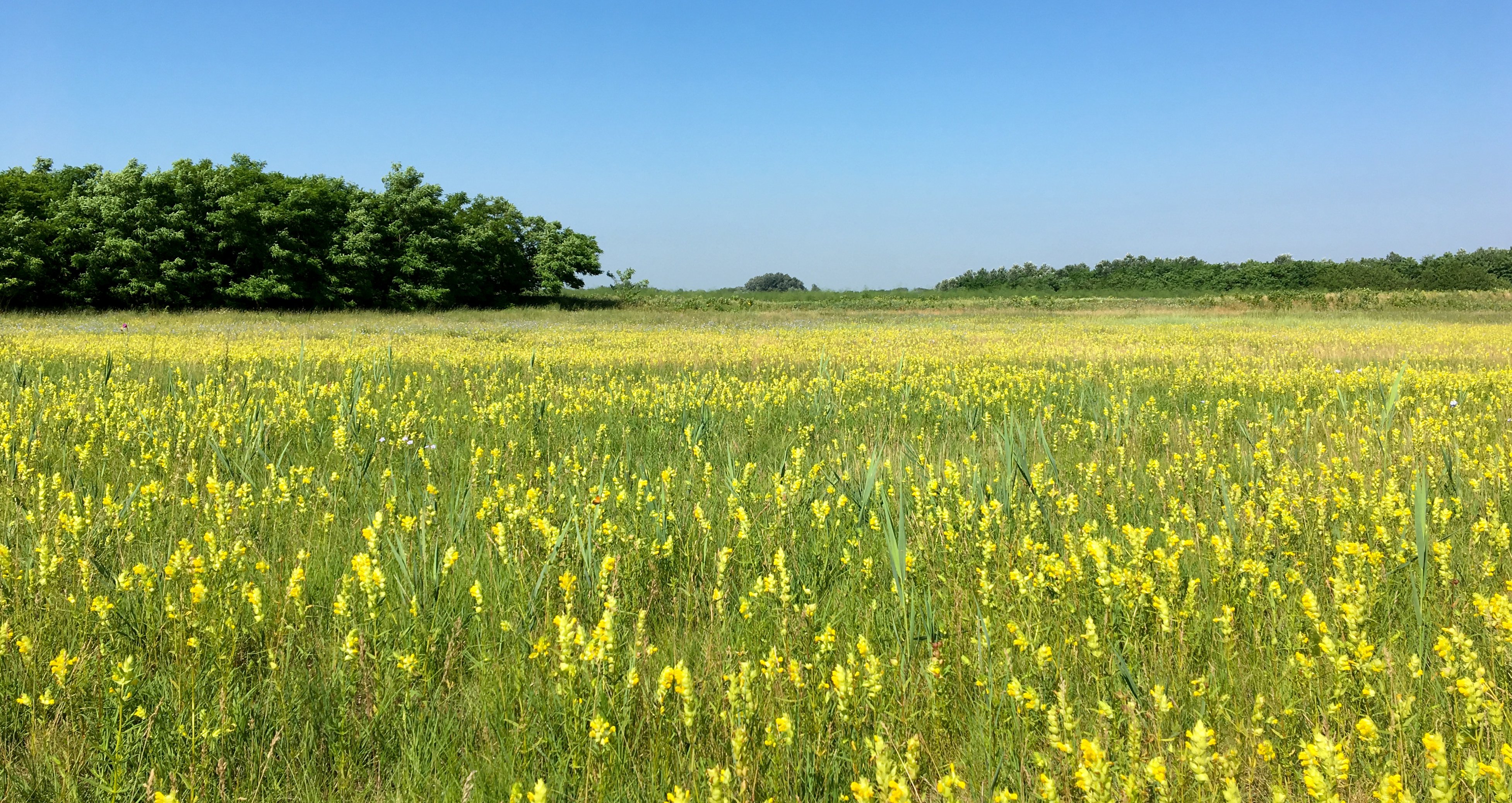 yellow rattle landscape hungary david walsh.jpg